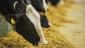 Эксперты оценили объёмы мирового рынка кормов для животных в 2023 году